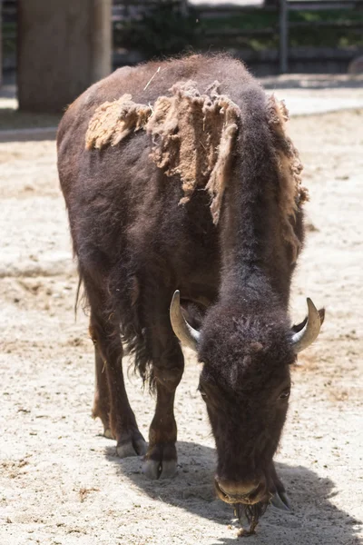 Buffalo americano, in movimento i capelli invernali — Foto Stock