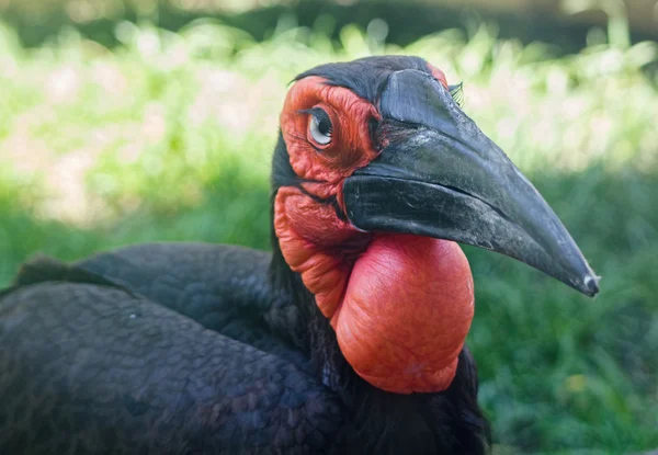 검은 hornbill (bucorvus leadbeateri) — 스톡 사진