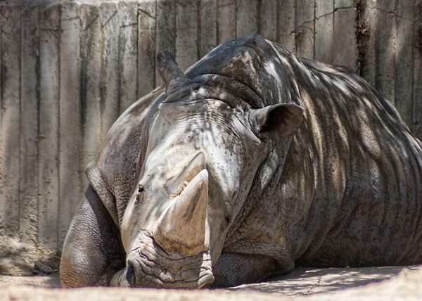 African white rhino — Stock Photo, Image