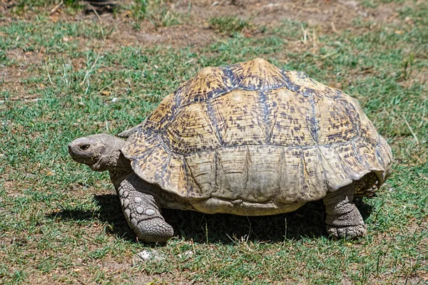 Tortoise carapace with large — Stock Photo, Image