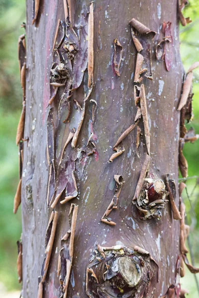 Bir ağaç gövdesi, soyulmuş kabuk — Stok fotoğraf