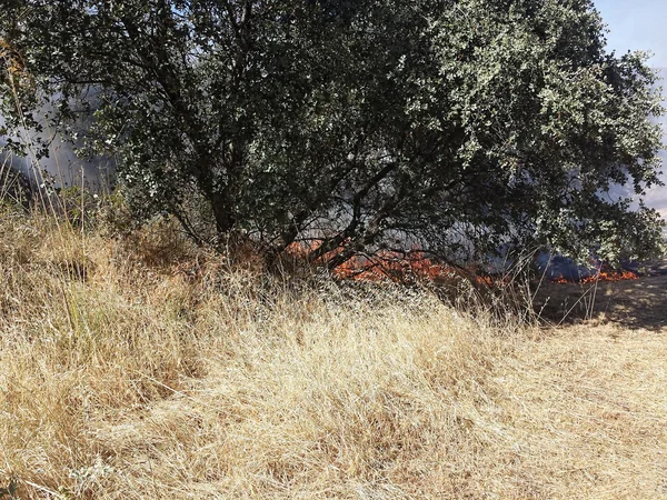 Flames of Fire in a summer field — Stock Photo, Image