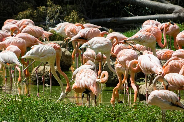 Banda flamingos na água — Fotografia de Stock