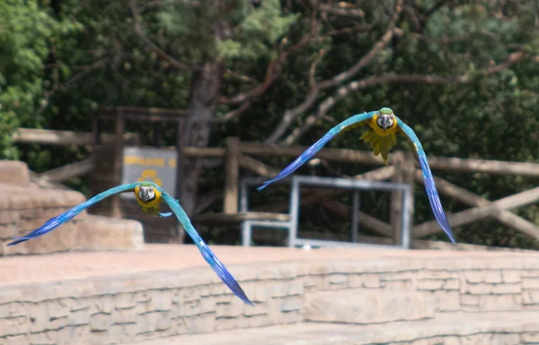 Papagaios azuis com invólucro amarelo em voo — Fotografia de Stock