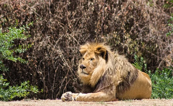 Grote manen Leeuw, berust in de savanne — Stockfoto