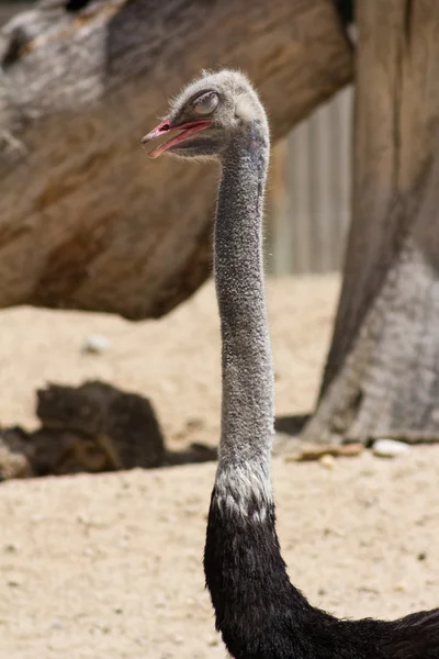 Viejo avestruz africano — Foto de Stock