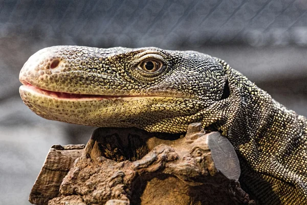 Lézard surdimensionné reposant sur une branche — Photo