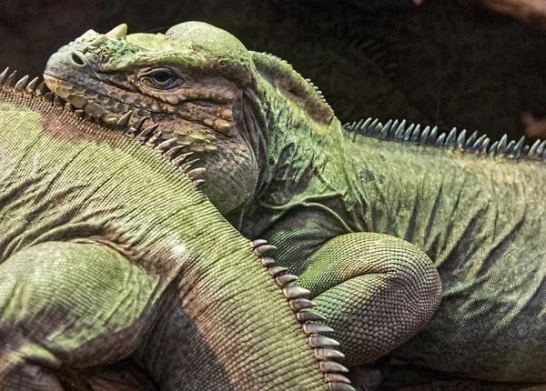 Lagarto rinoceronte grande — Foto de Stock