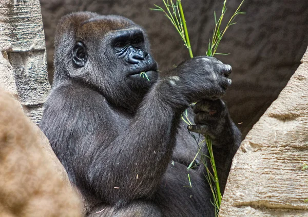 Gris dos gorille manger une branche — Photo
