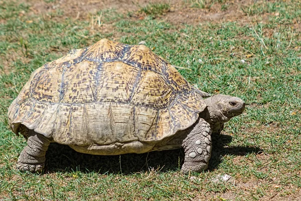 Caparazón de tortuga con grandes — Foto de Stock