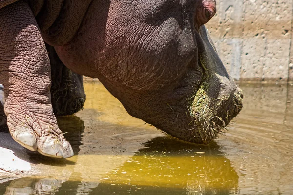 African hippo drinking water — Stock Photo, Image