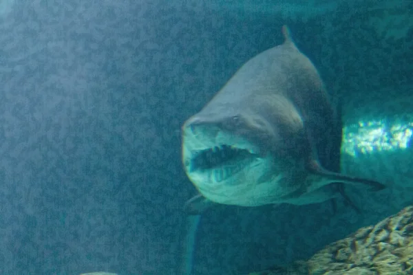 Peligrosa mandíbula de tiburón toro enorme — Foto de Stock