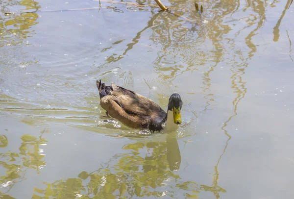 Mallard swimming in a river — Stock Photo, Image