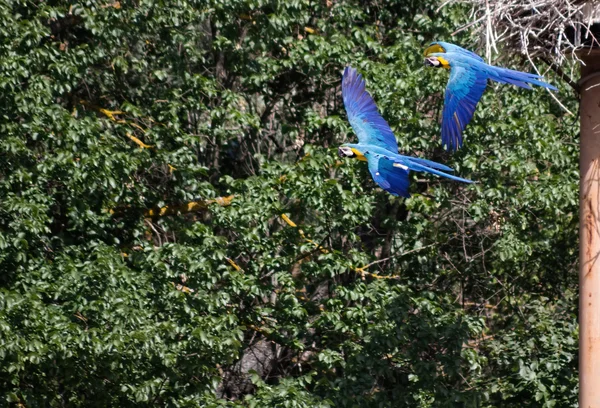 Blaue Papageien mit gelbem Gehäuse im Flug — Stockfoto