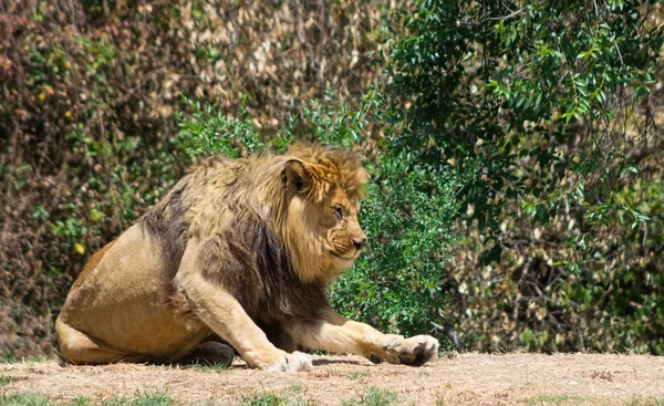 Grote manen Leeuw, berust in de savanne — Stockfoto