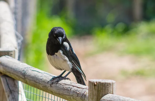 Magpie perched on a stick — Stock Photo, Image