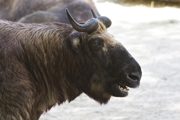 Buffalo asiática poses sonriente — Foto de Stock
