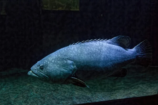 Obrovské ryby studená voda namodralý — Stock fotografie
