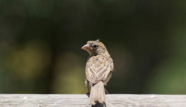 Unga kvinnliga sparv — Stockfoto