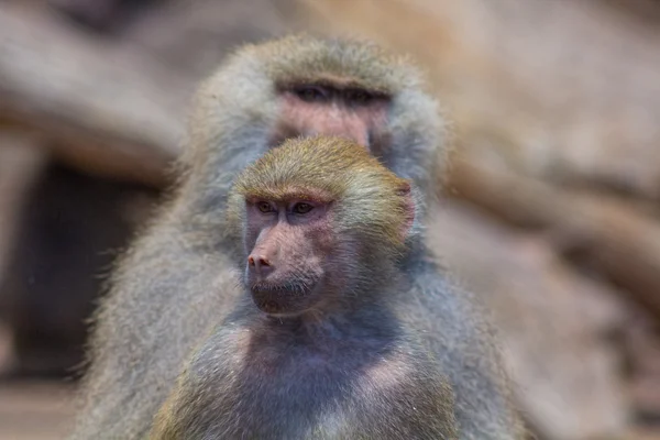 Young couple baboons — Stock Photo, Image