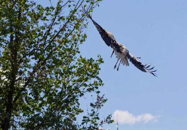 Storks on a tree — Stock Photo, Image