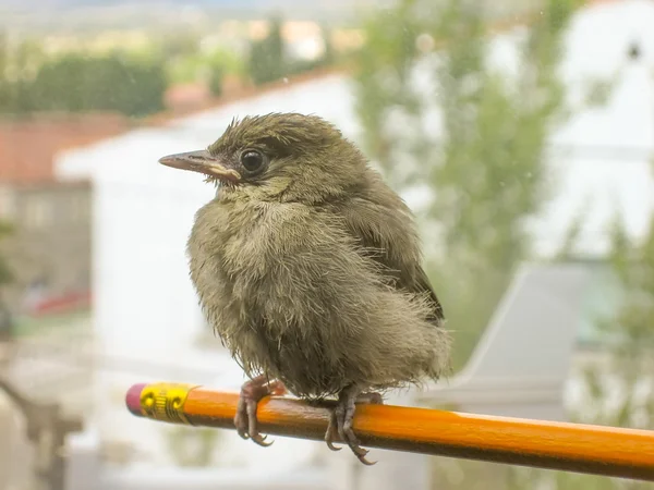 Bonito pajarito en un lápiz relajado — Foto de Stock