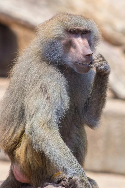 Cara de un mandril adulto —  Fotos de Stock