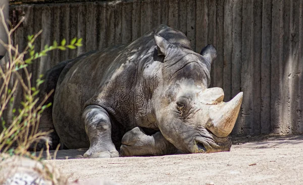 African white rhino — Stock Photo, Image