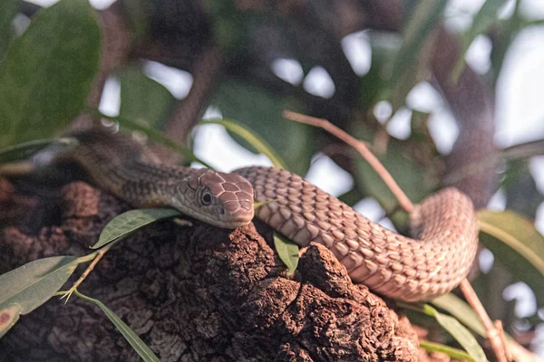 Jungle Green Snake — Stock Photo, Image