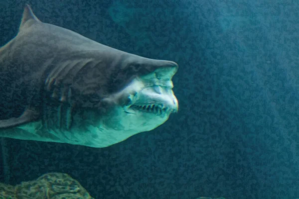 Опасная челюсть акулы-быка — стоковое фото