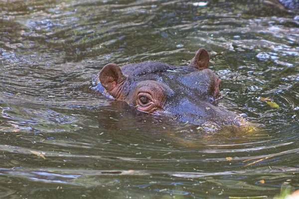 Afrikanisches Flusspferd ruht im Wasser — Stockfoto