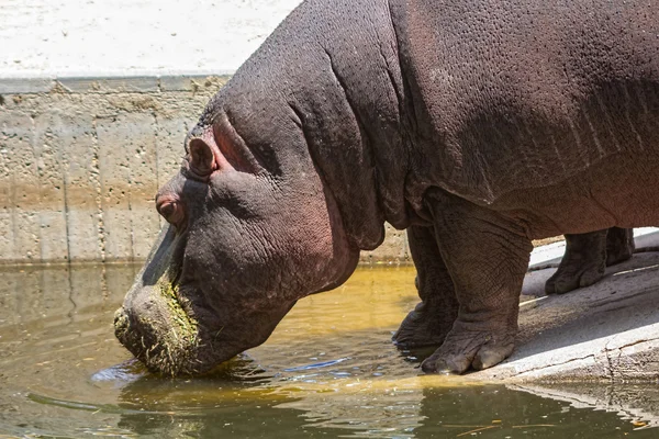 African hippo drinking water — Stock Photo, Image