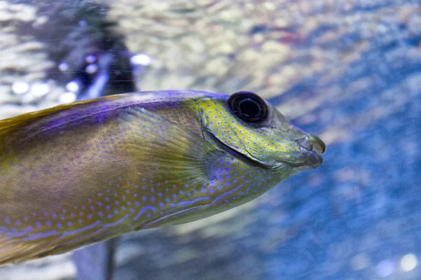 Tropische Fische mit gelb — Stockfoto