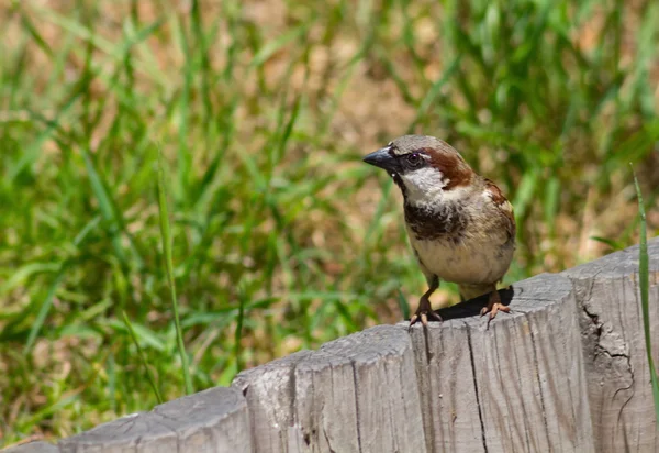 Jonge mannelijke sparrow — Stockfoto