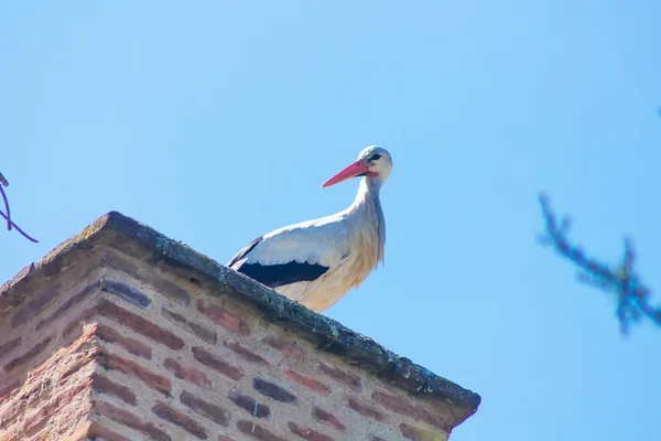 レンガの煙突の上にコウノトリ上昇 — ストック写真