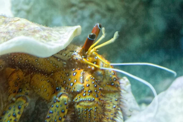 Colorful sea hermit — Stock Photo, Image