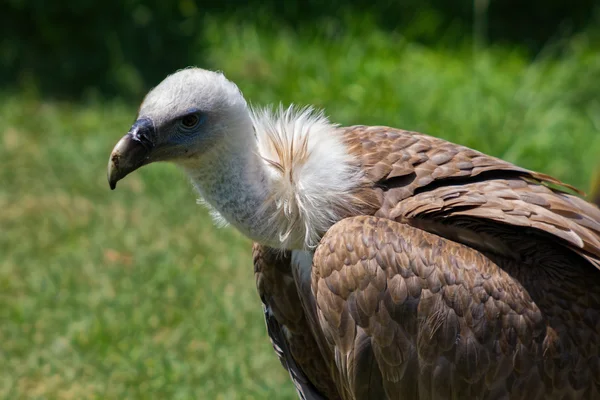 Abutre Griffon (Gyps fulvus) — Fotografia de Stock