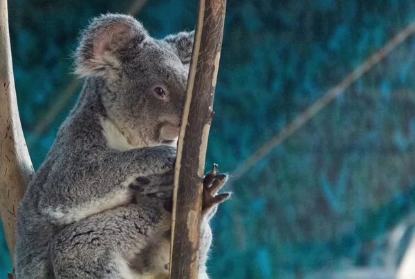 Koala w gałęzi drzewa — Zdjęcie stockowe