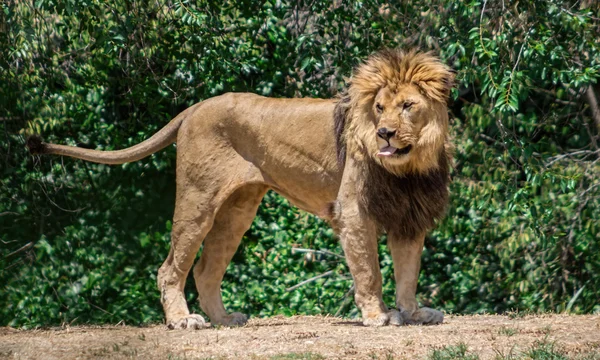 Grote manen Leeuw, zwerven op zoek naar een dam — Stockfoto