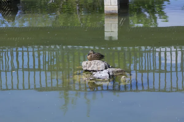 Samotny kaczka na skale w środku jeziora — Zdjęcie stockowe