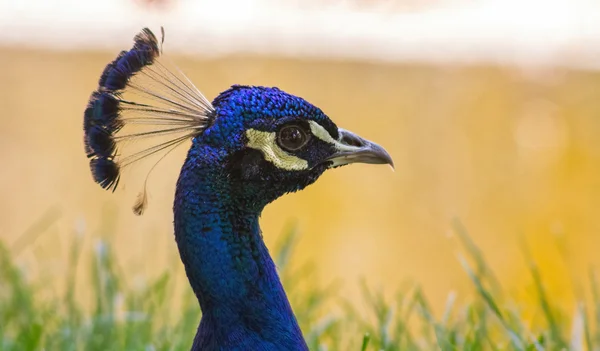 Hoved af en blå påfugl - Stock-foto