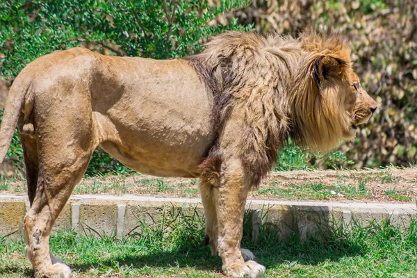 Grote manen Leeuw, zwerven op zoek naar een dam — Stockfoto