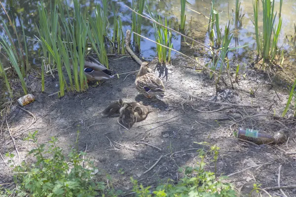 Duck with her chicks in a polluted river — Stock Photo, Image