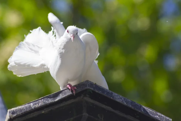 Pençe çizikler tüyleri ile beyaz güvercin — Stok fotoğraf