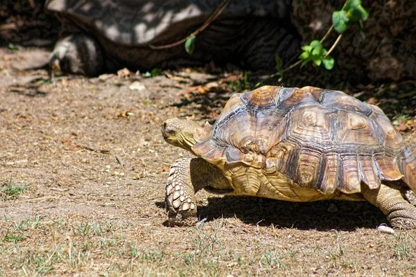 Tortoise carapace with large — Stock Photo, Image