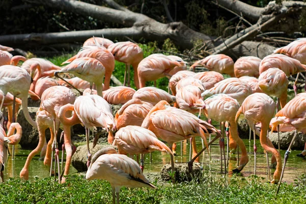 Band flamingoer i vandet - Stock-foto
