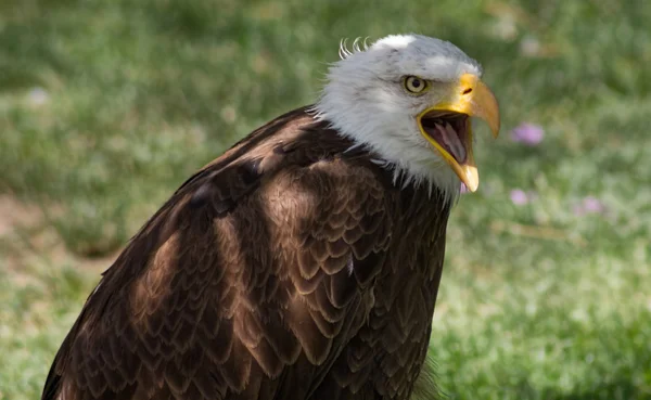 Лысый орел или Белая голова (Haliaeetus leucocephalus ) — стоковое фото