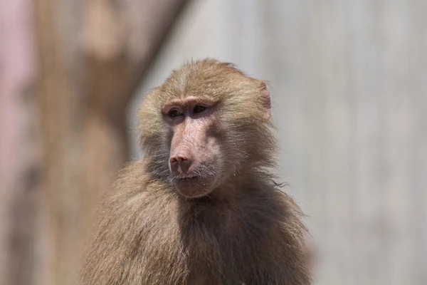 Face of an adult baboon — Stock Photo, Image