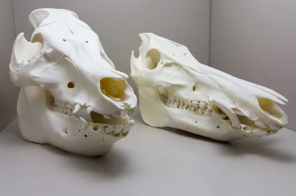 Animal skull prehistoric carnivore — Stock Photo, Image