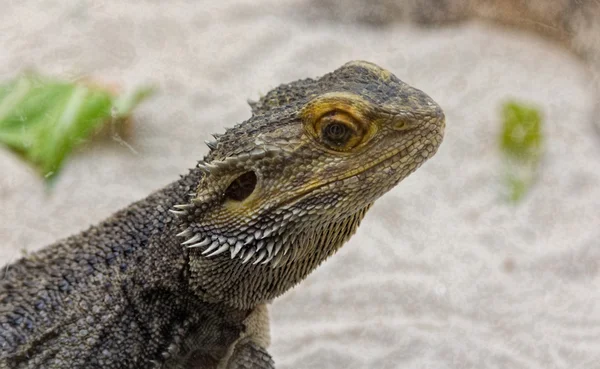 Lizard arid areas — Stock Photo, Image